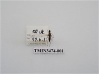 藏品(偽中條細花天牛)的圖片